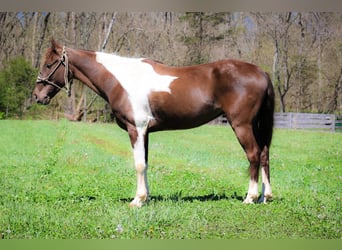 Rocky Mountain-häst, Valack, 6 år, Tobiano-skäck-alla-färger