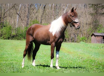 Rocky Mountain-häst, Valack, 6 år, Tobiano-skäck-alla-färger