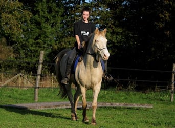 Rocky Mountain-häst, Valack, 8 år, 147 cm, Cremello