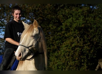 Rocky Mountain-häst, Valack, 8 år, 147 cm, Cremello