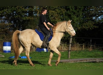 Rocky Mountain-häst, Valack, 8 år, 147 cm, Cremello