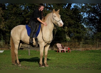 Rocky Mountain-häst, Valack, 8 år, 147 cm, Cremello