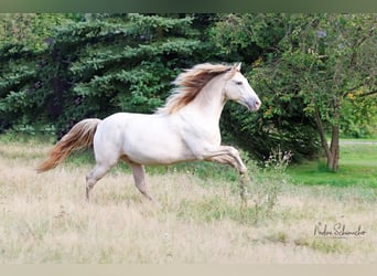 Rocky Mountain-häst, Valack, 9 år, 153 cm, Champagne