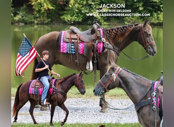 Rocky Mountain Horse, Caballo castrado, 10 años, 152 cm, Castaño