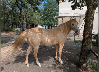Rocky Mountain Horse, Caballo castrado, 10 años, 155 cm, Champán