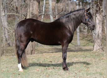 Rocky Mountain Horse, Caballo castrado, 10 años, Castaño