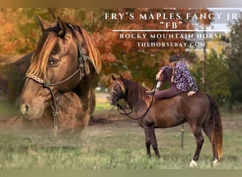 Rocky Mountain Horse, Caballo castrado, 11 años, 150 cm, Castaño