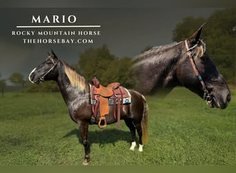 Rocky Mountain Horse, Caballo castrado, 11 años, 152 cm, Castaño