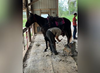 Rocky Mountain Horse, Caballo castrado, 11 años, 152 cm, Castaño