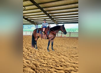 Rocky Mountain Horse, Caballo castrado, 12 años, 152 cm, Castaño rojizo