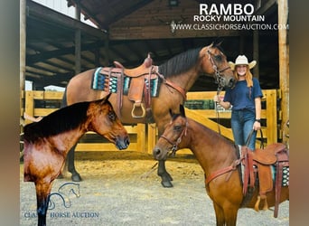 Rocky Mountain Horse, Caballo castrado, 12 años, 152 cm, Castaño rojizo