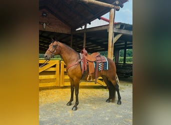 Rocky Mountain Horse, Caballo castrado, 12 años, 152 cm, Castaño rojizo