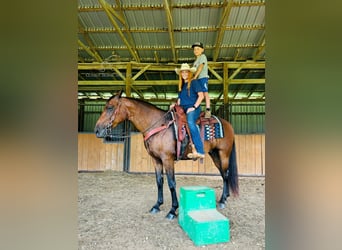 Rocky Mountain Horse, Caballo castrado, 12 años, 152 cm, Castaño rojizo