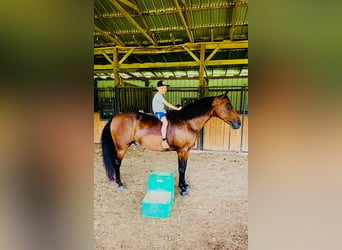 Rocky Mountain Horse, Caballo castrado, 12 años, 152 cm, Castaño rojizo