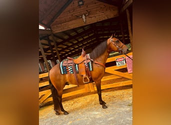 Rocky Mountain Horse, Caballo castrado, 12 años, 152 cm, Castaño rojizo