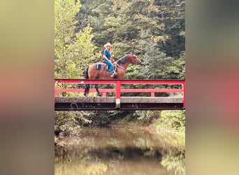 Rocky Mountain Horse, Caballo castrado, 12 años, 152 cm, Castaño rojizo