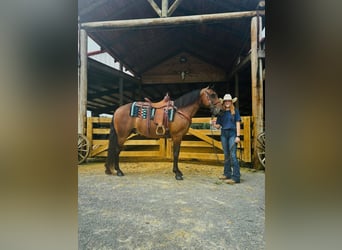 Rocky Mountain Horse, Caballo castrado, 12 años, 152 cm, Castaño rojizo