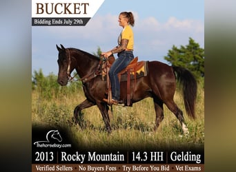Rocky Mountain Horse, Caballo castrado, 13 años, 150 cm, Negro