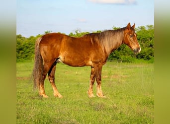 Rocky Mountain Horse, Caballo castrado, 14 años, 152 cm, Palomino