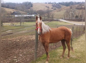 Rocky Mountain Horse, Caballo castrado, 14 años, 163 cm, Alazán rojizo