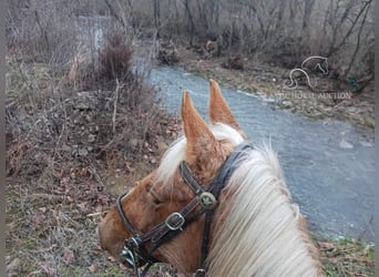 Rocky Mountain Horse, Caballo castrado, 14 años, 163 cm, Alazán rojizo