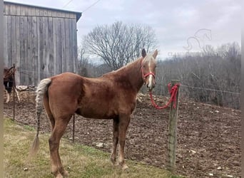 Rocky Mountain Horse, Caballo castrado, 14 años, 163 cm, Alazán rojizo