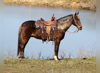 Rocky Mountain Horse, Caballo castrado, 14 años, Alazán-tostado