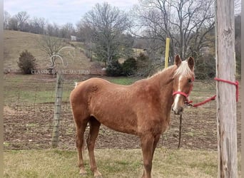 Rocky Mountain Horse, Caballo castrado, 15 años, 163 cm, Alazán rojizo