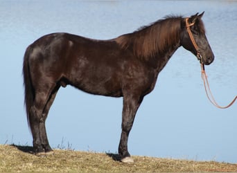 Rocky Mountain Horse, Caballo castrado, 15 años, Alazán-tostado