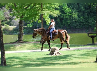 Rocky Mountain Horse, Caballo castrado, 15 años, Castaño