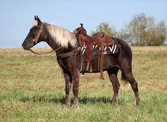 Rocky Mountain Horse, Caballo castrado, 16 años, 155 cm, Castaño