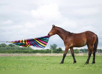 Rocky Mountain Horse, Caballo castrado, 1 año, 150 cm, Castaño