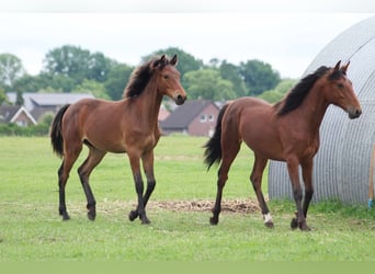 Rocky Mountain Horse, Caballo castrado, 1 año, 150 cm, Castaño