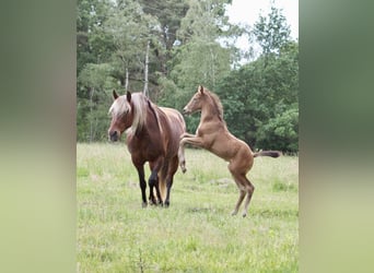 Rocky Mountain Horse Mestizo, Caballo castrado, 1 año, 155 cm, Champán