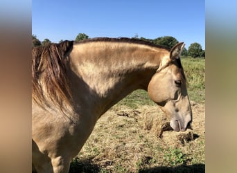 Rocky Mountain Horse Mestizo, Caballo castrado, 1 año, 155 cm, Champán