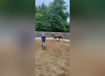 Rocky Mountain Horse Mestizo, Caballo castrado, 2 años, 146 cm