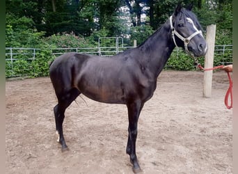 Rocky Mountain Horse Mestizo, Caballo castrado, 2 años, 148 cm, Negro