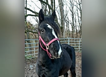 Rocky Mountain Horse Mestizo, Caballo castrado, 2 años, 152 cm, Negro