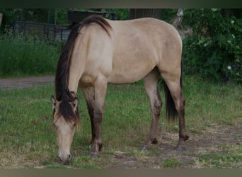 Rocky Mountain Horse Mestizo, Caballo castrado, 2 años, 155 cm, Champán