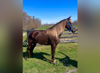 Rocky Mountain Horse, Caballo castrado, 3 años, 142 cm, Castaño claro