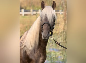 Rocky Mountain Horse, Caballo castrado, 3 años, 157 cm, Castaño claro