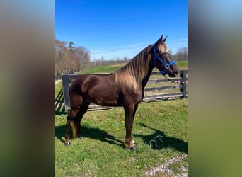 Rocky Mountain Horse, Caballo castrado, 4 años, 142 cm, Castaño claro