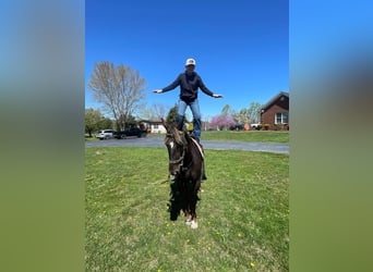 Rocky Mountain Horse, Caballo castrado, 4 años, 142 cm, Castaño claro