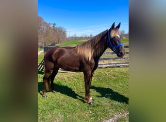 Rocky Mountain Horse, Caballo castrado, 4 años, 142 cm, Castaño claro