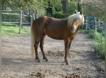 Rocky Mountain Horse, Caballo castrado, 4 años, 150 cm, Castaño rojizo