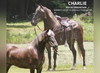 Rocky Mountain Horse, Caballo castrado, 5 años, 142 cm, Castaño