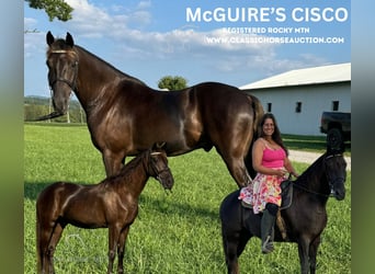 Rocky Mountain Horse, Caballo castrado, 5 años, 142 cm, Castaño