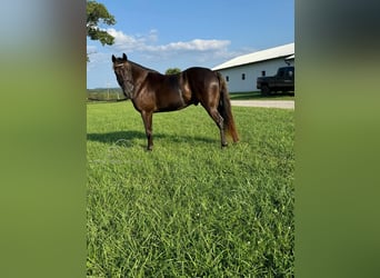 Rocky Mountain Horse, Caballo castrado, 5 años, 142 cm, Castaño