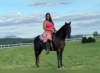 Rocky Mountain Horse, Caballo castrado, 5 años, 142 cm, Castaño