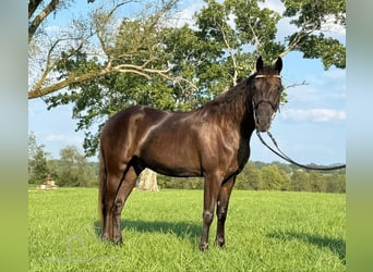 Rocky Mountain Horse, Caballo castrado, 5 años, 142 cm, Castaño